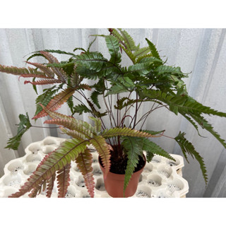 Pteris Tricolor fern เฟิร์นสามสี กระถาง 8นิ้ว