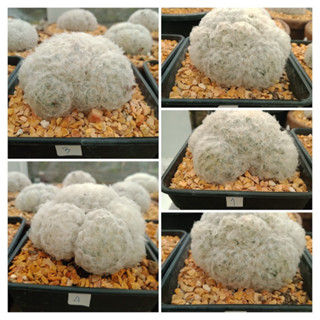 แมมขนนก/Mammillaria plumosa