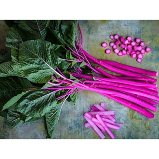 เมล็ดพันธุ์ผักโขมก้านชมพู พิงค์ บิวตี้ (Pink Beauty Amaranth Seed) บรรจุ 200 เมล็ด ของแท้ คุณภาพดี ราคาถูก นำเข้าจากต่าง