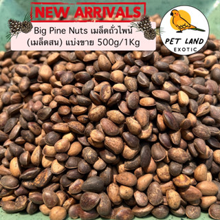 🌲Pine Nut ไพน์นัท(ถั่วเมล็ดสน) สำหรับนกแก้ว กระรอก หนูแฮมเตอร์ แบ่งขาย 500g/1 kg