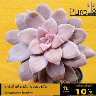 ต้นไม้อวบน้ำ กุหลาบหิน แกร๊ปโตพีทาลัม ซุปเปอร์บั้ม Graptopetalum Superbum #succulent #Graptopetalum