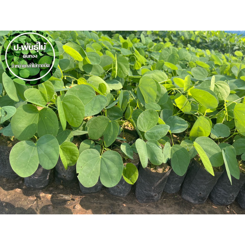 ต้นเสี้ยว เพาะเมล็ด สูง 20 เซน เสียหายเคลมฟรี