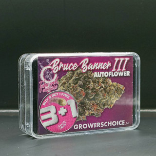 Bruce Banner |||  Autoflower - Growers Choice