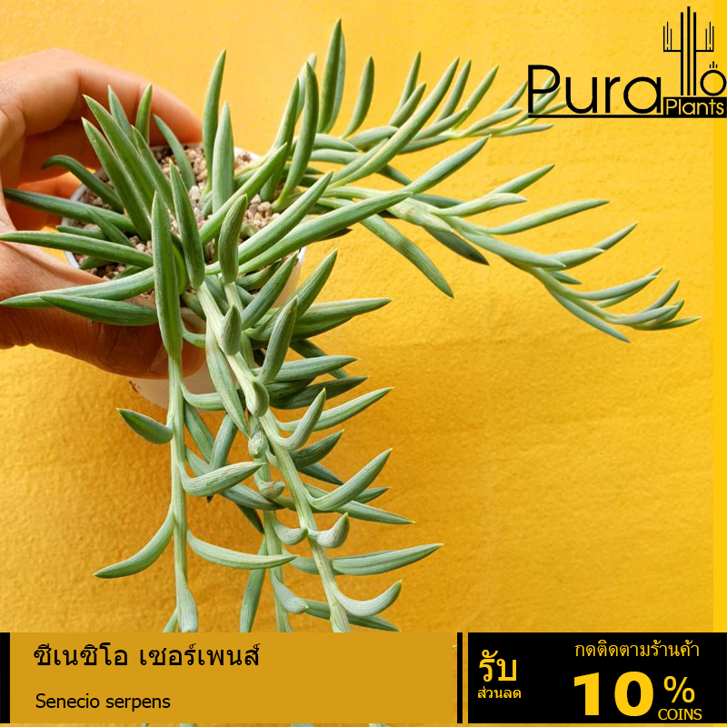 ต้นไม้อวบน้ำ กุหลาบหิน  ซีเนซิโอ เซอร์เพนส์ Senecio serpens #succulent #Senecio