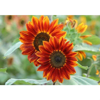 เมล็ดทานตะวัน เรดซัน สีแดง ทานตะวันสีแดง Red Sunflowerซองละ 29บาท 15 เมล็ด