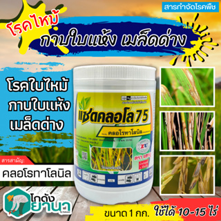 🌾 แซดคลอโล75 (คลอโรทาโลนิล) ขนาด 1กิโลกรัม ป้องกันกำจัดโรคราน้ำค้างในคะน้าที่มีสาเหตุจากเชื้อรา