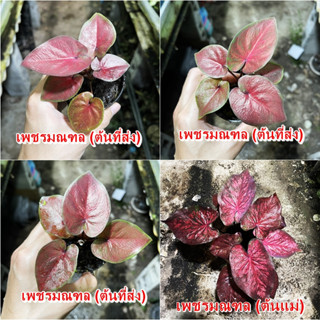 เพชรมณฑล บอนสี บอนโบราณหายาก ไม้ผ่าหัว บอนสีตัวเทพ บอนสีราคาส่ง caladium บอนสีไทย