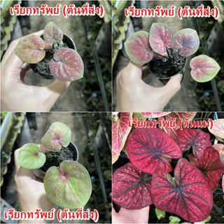 เรียกทรัพย์ บอนสี  ไม้ผ่าหัว บอนสีตัวเทพ บอนสีราคาส่ง caladium บอนสีไทย