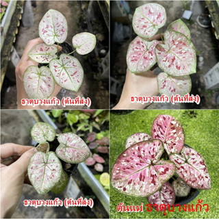 ธาตุบางแก้ว บอนสี ไม้ผ่าหัว บอนสีตัวเทพ บอนสีราคาส่ง caladium บอนสีไทย