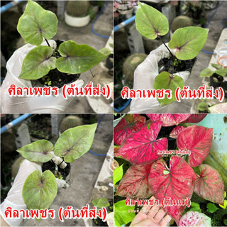 ศิลาเพชรบอนสี บอนโบราณหายาก ไม้ผ่าหัว บอนสีตัวเทพ บอนสีราคาส่ง caladium บอนสีไทย