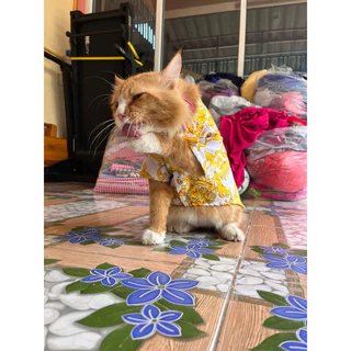 เสื้อเชิ้ตหลุยส์สัตว์เลี้ยง สีดำทอง/ขาวทอง รหัสสินค้า B36 -B37