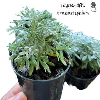 เบญจมาศเงิน Crossostephium ต้นไม้จริง ใบสี silver ตลอดปี ชอบแดดตลอดวัน ในกระถาง 3 นิ้ว  ดูสวยแพง มีความมินิมอล