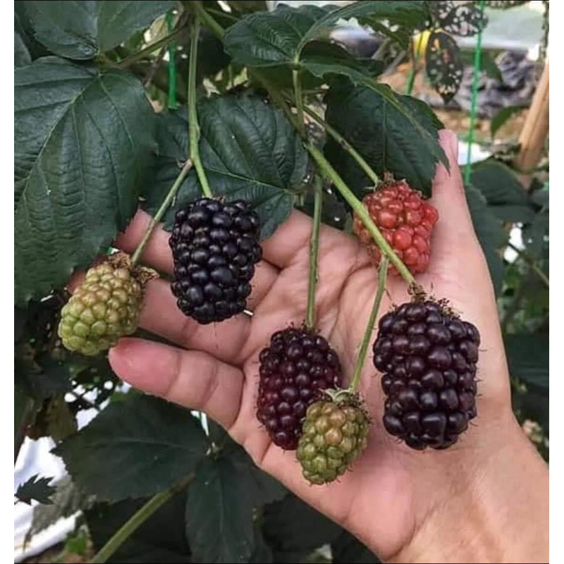 ลูกใหญ่สุด‼️ต้นแบล็คเบอรี่ สายพันธุ์ B1 ไร้หนาม ลูกโต รสชาติดี/ B1 Blackberry Plants
