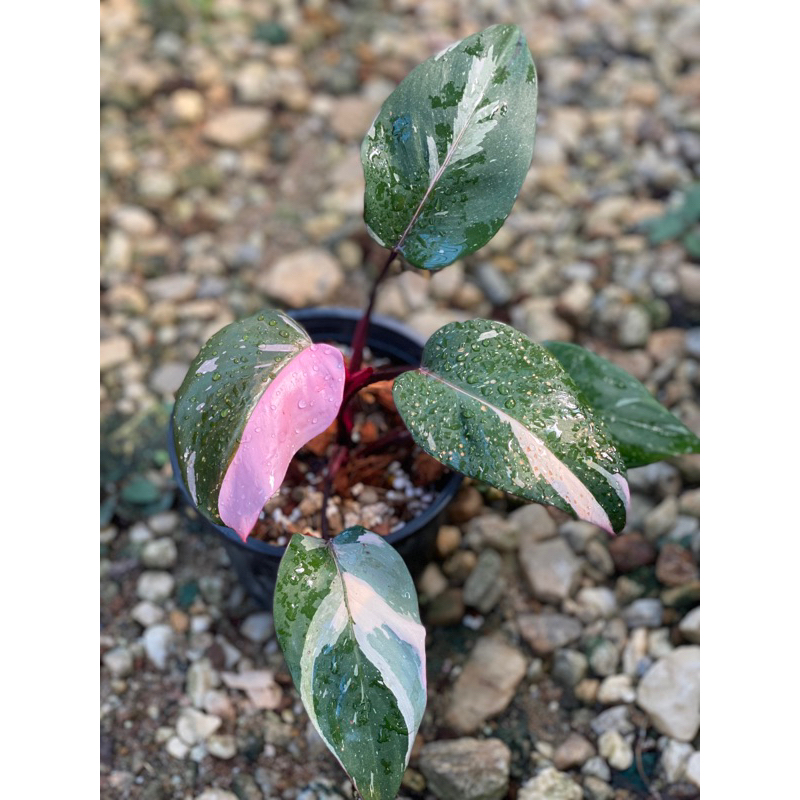 philodendron pink princess (เจ้าหญิง สีชมพู)