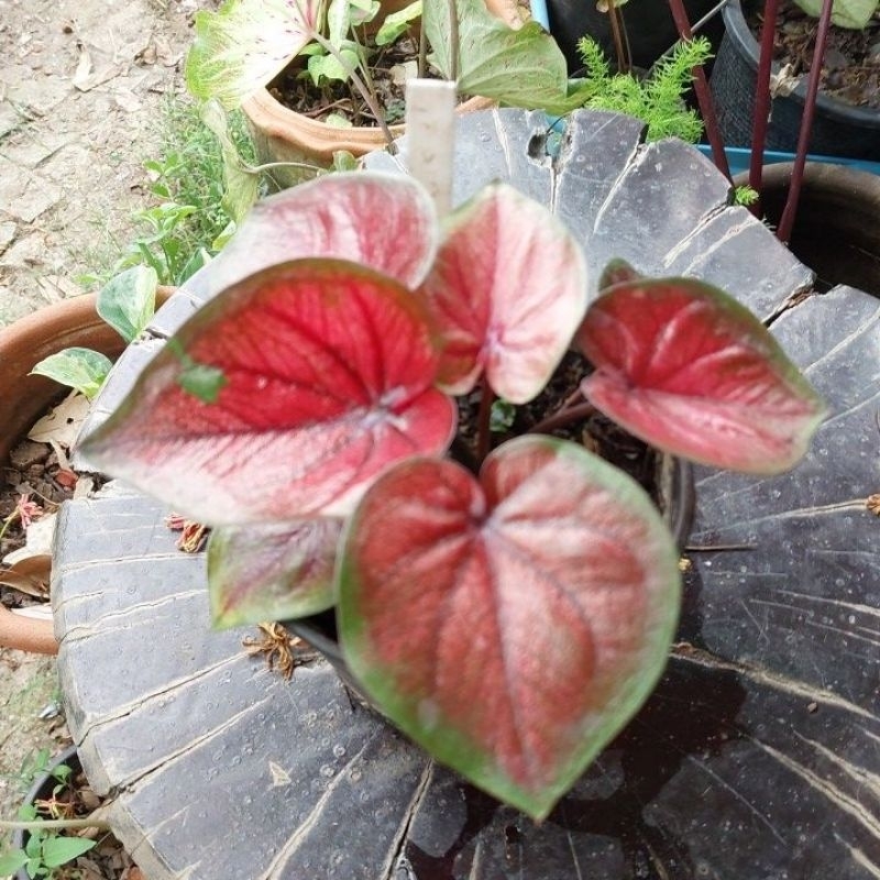 ธิดาสวรรค์ บอนสี ไมีประดับ