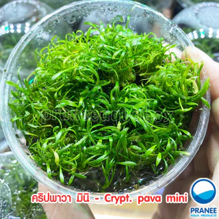 Cryptocoryne​ pava mini คริป พาวา- พาวามินิ ต้นไม้น้ำพร้อมปลูก ต้นไม้ตกเเต่งตุ้ปลา(กรุณ่อ่านรายละเอียดก่อนสั่ง)