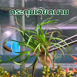 กระดุมเวียดนาม Eriocaulon sp. "Vietnam" ไม้น้ำ