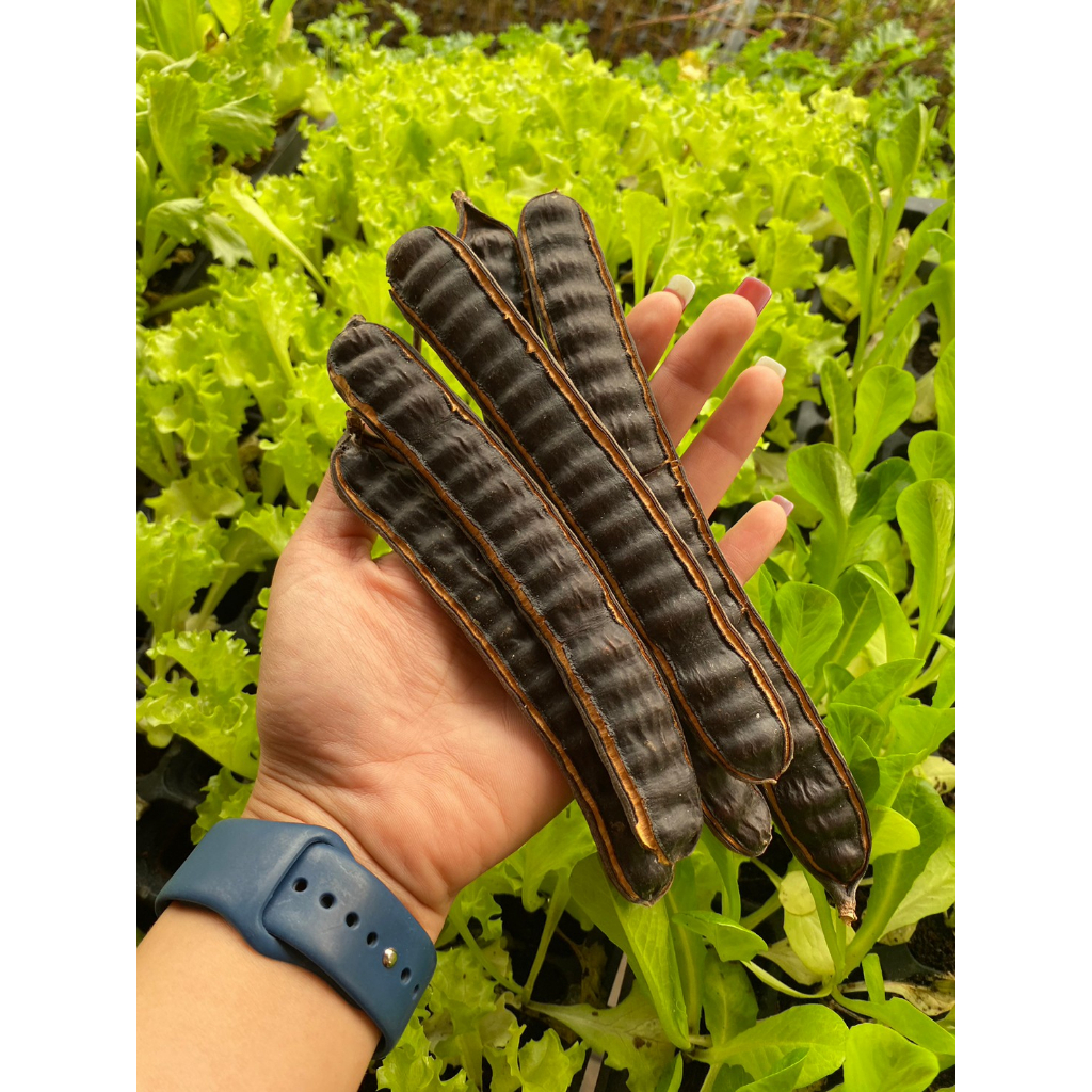 เมล็ดต้นก้ามปู เมล็ดจามจุรี ก้ามปู ฉำฉา ไม้ใหญ่   10 ฝัก 29บาท - รูปที่ 2