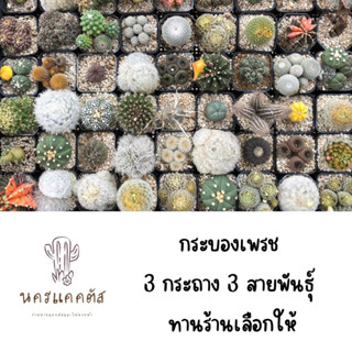 เซต 3 กระถาง❗️ ไม้จัดเซต เซตสุ่ม กระบองเพรช สุดคุ้ม แคคตัส