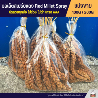 มิลเล็ตสเปรย์แดง สำหรับนกแก้ว หนูแฮมสเตอร์ เกรด AAA คัดสวยทุกช่อ Red Millet Spray (แบ่งขาย 100G / 200G)