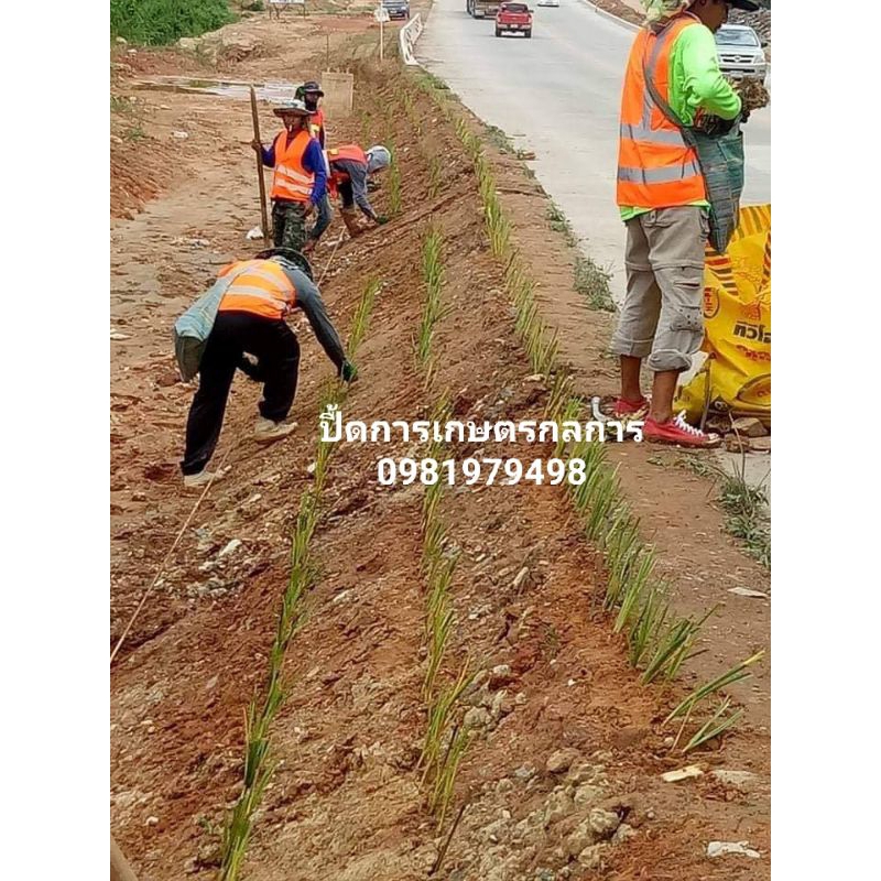 ขายหญ้าแฝกลุ่มสงขลา3 4000ต้น แถม250ต้น พันธุ์พระราชทาน ร.9