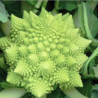 โรมาเนสโก้ บร็อคโคลี่ (romanesco broccoli)