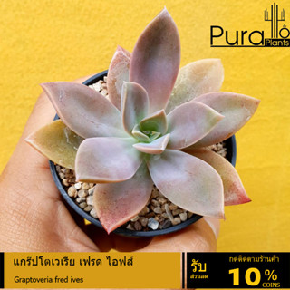 ต้นไม้อวบน้ำ กุหลาบหิน แกร๊ปโตเวเรีย เฟรด ไอฟส์ Graptoveria fred ives #succulent #Graptoveria