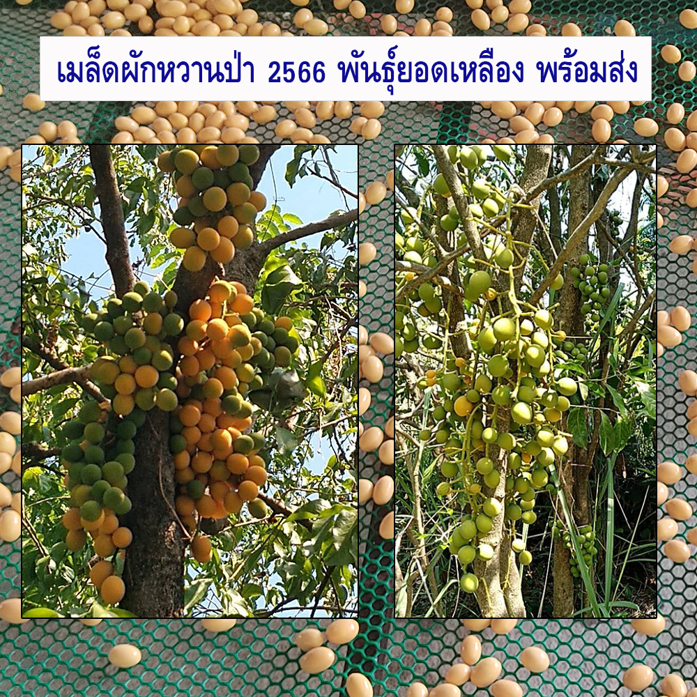 เมล็ดขัด 500  เม็ด เมล็ดผักหวานป่า พันธุ์ ผักหวานป่า ปี 2566 พันธุ์ยอดเหลือง สายพันธุ์บ้านหมอ มีคู่มือ