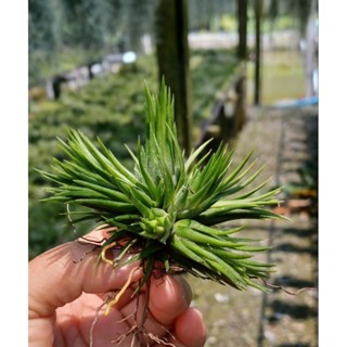 Tillandsia ionantha peanut ไม้สะสม