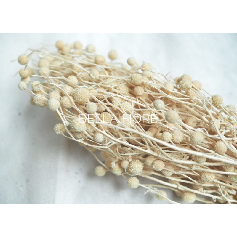 ดอกไม้แห้ง ดอกสาคูทิพย์ พร้อมส่งจากกทม เลยค่ะ ราคากำละ 85 บาท มีให้เลือกหลายสีนะคะ - รูปที่ 2