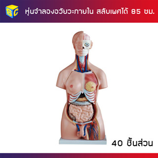 หุ่นจำลองอวัยวะมนุษย์ สูง 85 ซม. 40 ชิ้นส่วน