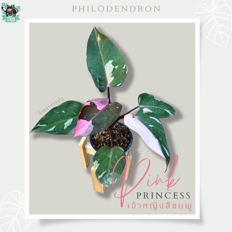 Philodendron pink princess เจ้าหญิงสีชมพู
