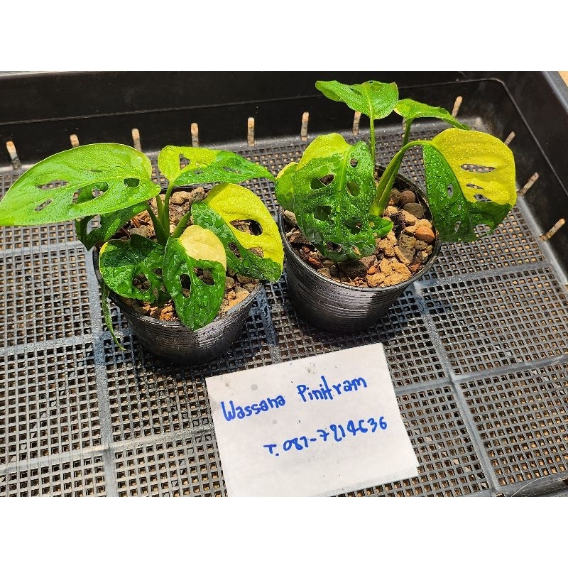 🇯🇵พลูฉลุญี่ปุ่นด่างเหลือง🇯🇵💯Monstera Adansonii Aurea variegated (Japan)