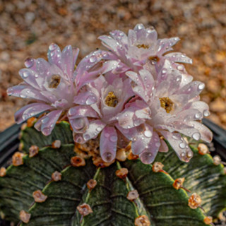 Gymnocalycium friedrichii VoS01-014a / Cactus / ต้นกระบองเพชร / แคคตัส / ไม้สะสม / ไม้ดอก / ยิมด่าง /ยิมโน