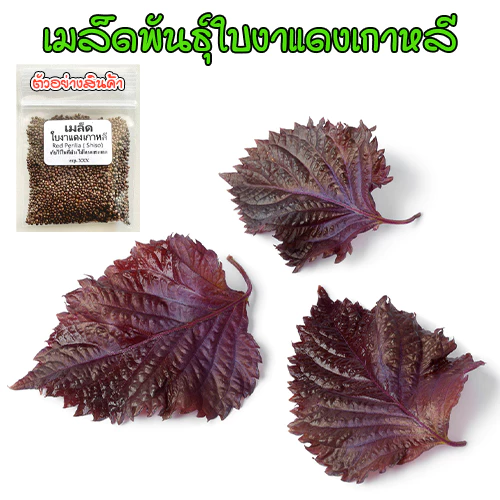 เมล็ดพันธุ์ ใบงาแดงเกาหลี ชิโสะแดง (Red Perilla Shiso ) 40-100 เมล็ด (ซื้อ 10 แถม 1 คละได้)