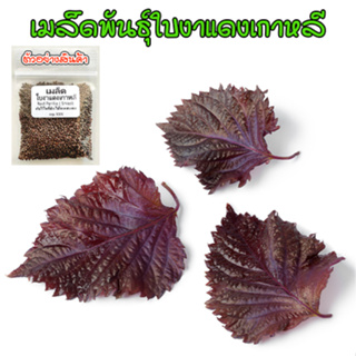 เมล็ดพันธุ์ ใบงาแดงเกาหลี ชิโสะแดง (Red Perilla Shiso ) 40-100 เมล็ด (ซื้อ 10 แถม 1 คละได้)