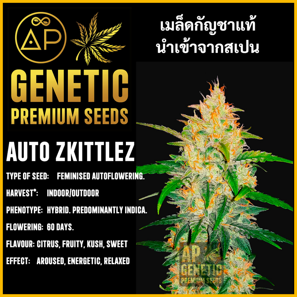 เมล็ดกัญชา Auto Zkittlez เมล็ดค่าย AP Genetic นำเข้าจากสเปน เมล็ดกัญ ชา ออโต้ เพศเมีย แท้ 100% ควบคุมคุณภาพอย่างเข้มง