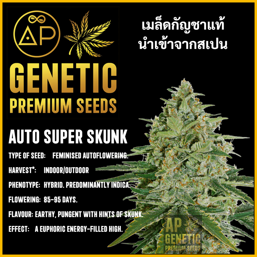 🇪🇸 เมล็ดกัญชา Auto Super Skunk เมล็ดค่าย AP Genetic นำเข้าจากสเปน เมล็ดกัญ ชา ออโต้ เพศเมีย แท้ 100%