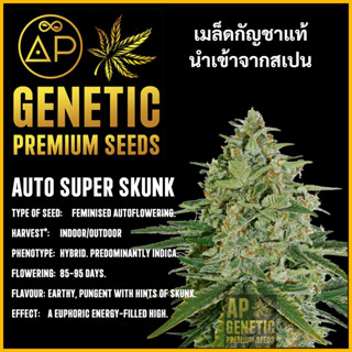 🇪🇸 เมล็ดกัญชา Auto Super Skunk เมล็ดค่าย AP Genetic นำเข้าจากสเปน เมล็ดกัญ ชา ออโต้ เพศเมีย แท้ 100% ควบคุมคุณภาพ