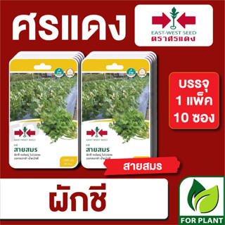 เมล็ดพันธุ์ผัก ผักซอง ผักชี สายสมร F1 ตราศรแดง บรรจุแพ็คล่ะ 10 ซอง ราคา 230 บาท