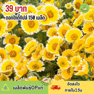 เมล็ดพันธุ์ ดอกไทดี้ทิปส์ 150 เมล็ด