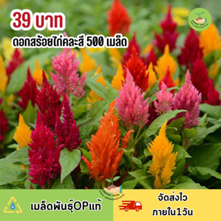 เมล็ดพันธุ์ดอกสร้อยไก่ 500เมล็ด คุ้มที่สุดเรทส่งโรงงาน ถูกที่สุด