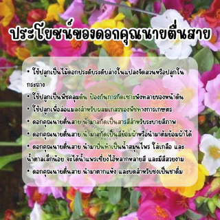 เมล็ดพันธุ์ คุณนายตื่นสาย (แพรี่เซี่ยงไฮ้) 3,500ต้น ++ คุ้มที่สุด ‼️