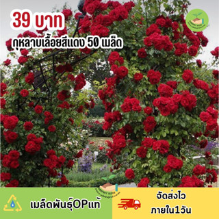 กุหลาบเลื้อยสีแดง50เมล็ด แถมวิธีปลูกฟรี