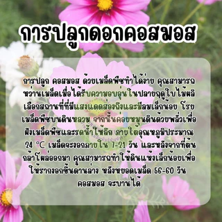 ดอกคอสมอสขาวล้วน 500 เมล็ด ไม่มีสีอื่นคละ