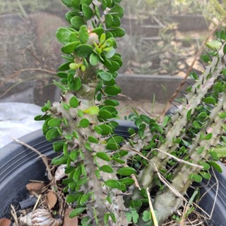 Alluaudia procera "Madagascar Ocotillo