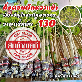 กิ่งตอนผักหวานป่า(ส่งขั้นต่ำ2กิ่ง) Wild Pakhwan ยอดเหลืองใบกลม(ของแท้) ตัดสดใหม่จากสวน บ้านหมอสระบุรี