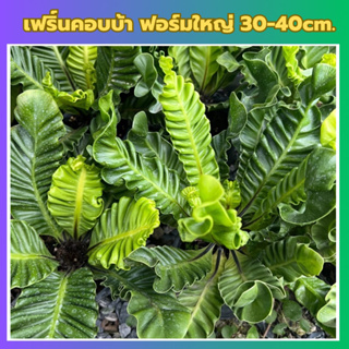 ต้นเฟิร์น คอบบร้าAsplenium sp.Cobra (Cobra Birds nest fern) เฟิร์นข้าหลวงคอบบร้า ไม้ฟอกอากาศ