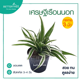 เศรษฐีเรือนนอก กระถางขนาด 3 นิ้ว ต้นไม้มงคล ต้นไม้