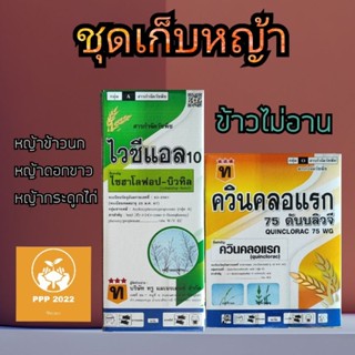 ไวซีแอล+ควินคลอแรก75WG (ส่งฟรี)ชุดเก็บหญ้าข้าวนก ดอกขาว ลิเก พุ่มพวง ข้าวไม่อานไม่โทรม(ราคาขายส่งถูกลงอีก)